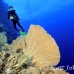 fan_sea_bro_l_e_h_0040_egy0458.jpg